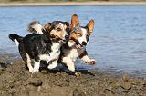 CORGI CARDIGAN 106